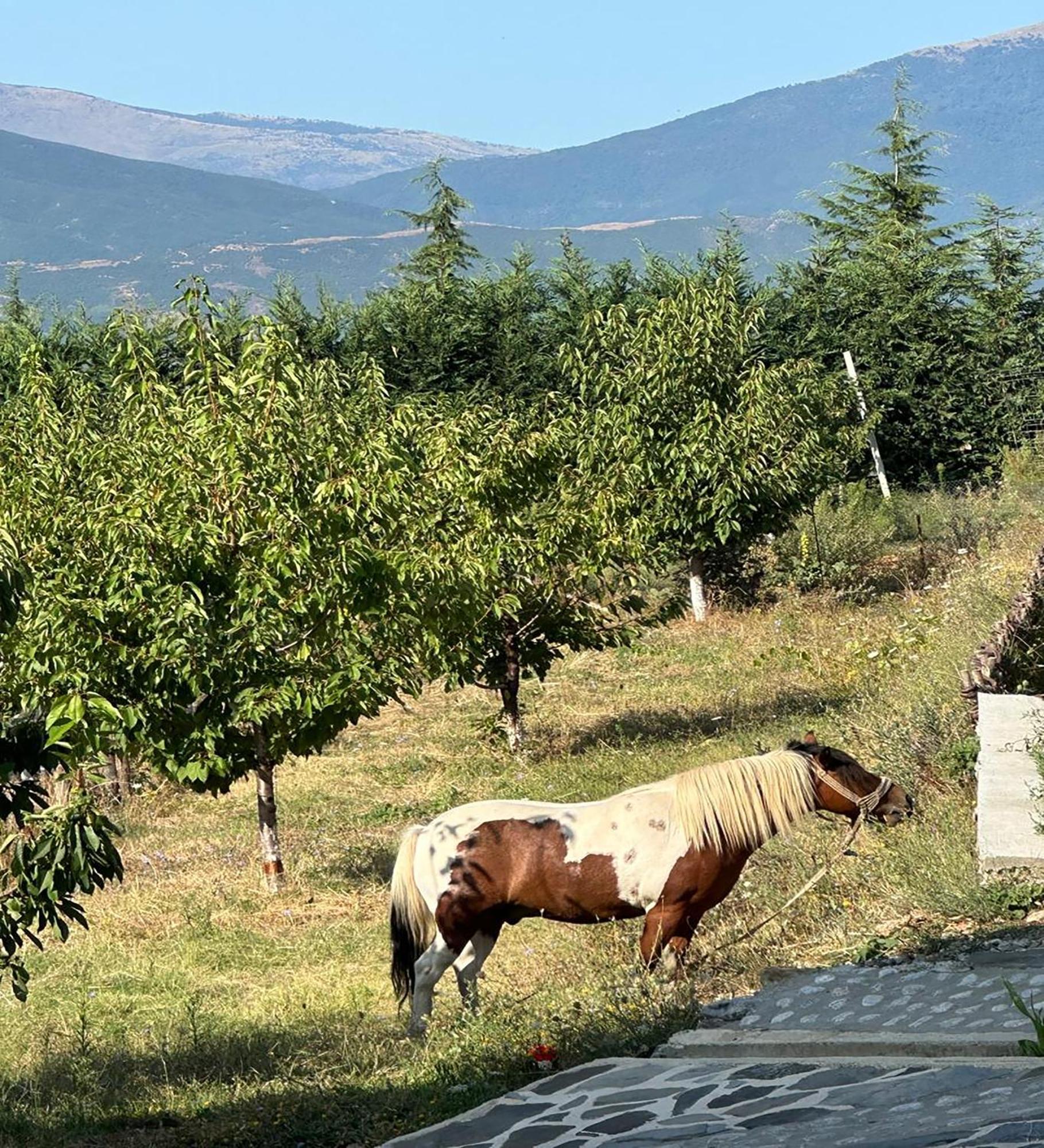 Kurora E Gjelber Resort Peshkopi